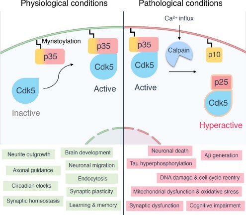 Activation of Cdk5 and its functions under physiological or pathological conditions.jpg